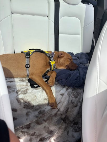 Dog day care in West Palm Beach Florida All Dogs Rock and Cats Too 1