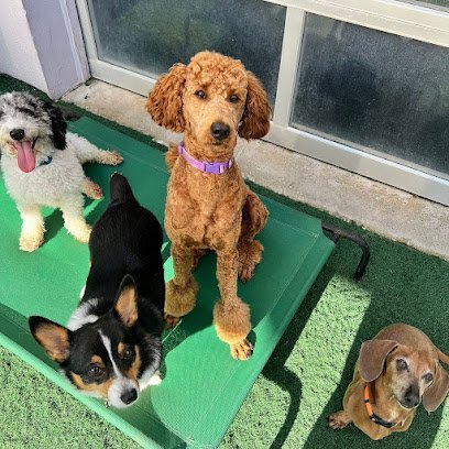 Dog day care in West Palm Beach Florida Central Bark West Palm Beach 1