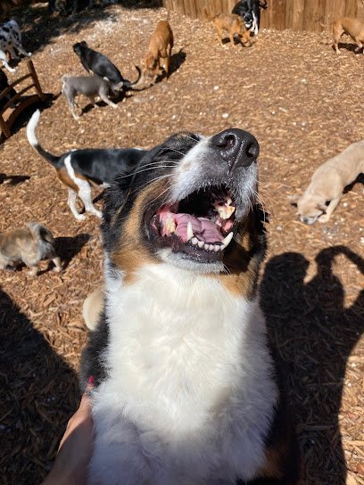 Dog day care in West Palm Beach Florida The Ohana Pet Resort 1