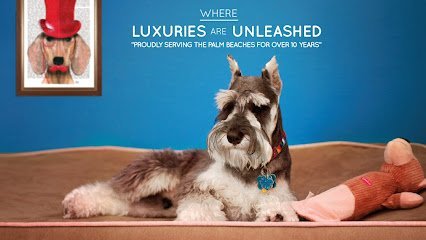 Dog day care in West Palm Beach Florida VERY IMPORTANT PAWS 1