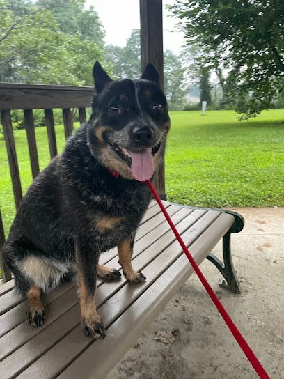 Dog day care in West Simsbury Connecticut Logically Canine Dog Training Dog Boarding 1