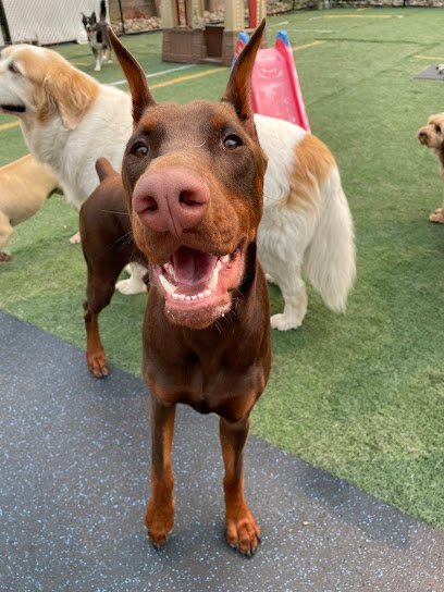 Dog day care in Wethersfield Connecticut Wagtime Play and Stay 1