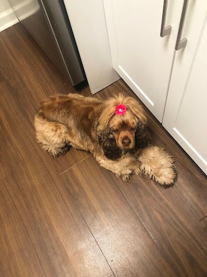 Dog day care in Wheat Ridge Colorado All About Paws