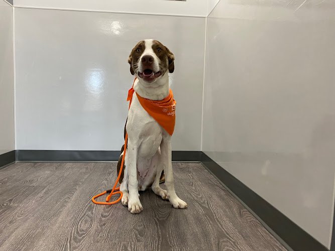 Dog day care in Wheat Ridge Colorado Dogtopia of Wheat Ridge