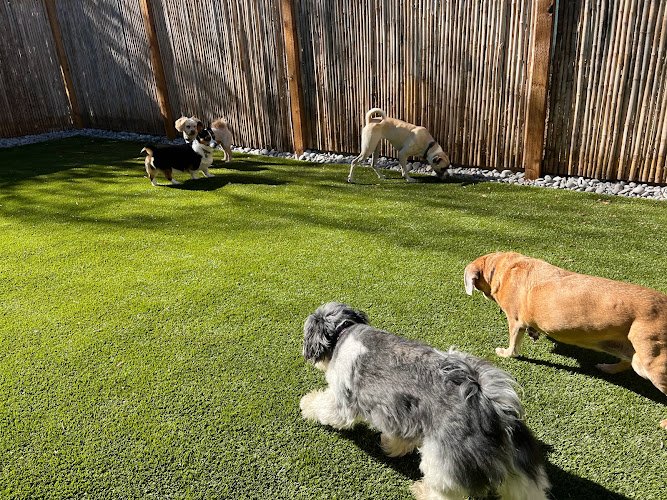 Dog day care in Wheat Ridge Colorado Zen Doggy Den Dog Training Boarding Day Care