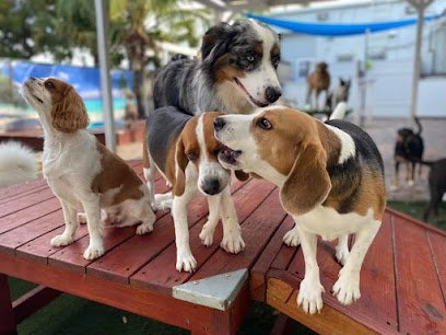 Dog day care in Wilton Manors Florida Wilton s Manor Doggie Daycare Resort Spa 1