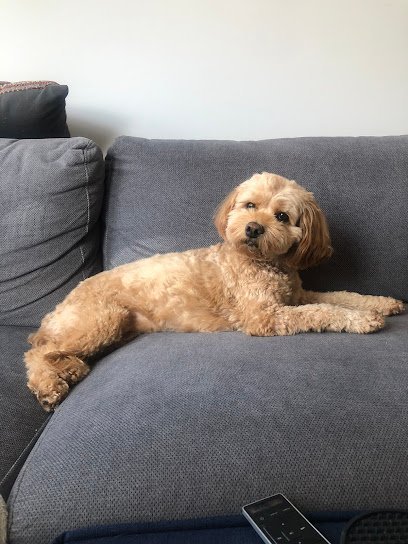 Dog day care in Windsor Connecticut Bark Palace Dog Day Care Kennel 1