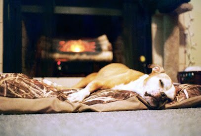 Dog day care in Winter Park Florida Eastman s Escape for Healthy Pets 1