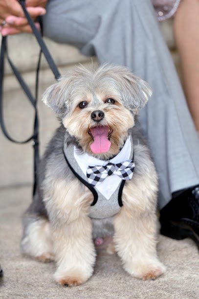 Dog day care in Winter Park Florida Ranger s Pet Outpost and Retreat® 1