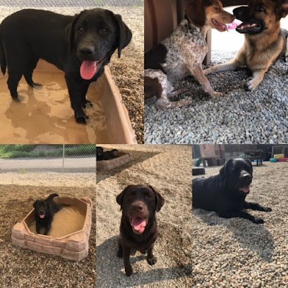 Dog day care in Woodbridge Connecticut Happy Homes Dog Daycare and Training 1