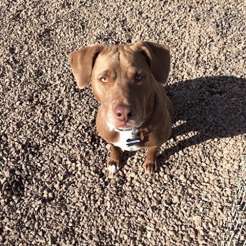 Dog day care in Yampa Colorado Rocky Mountain Pet Resort