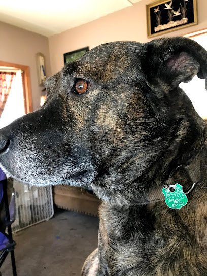 Dog day care in Zephyrhills Florida Crystal Springs Veterinary Clinic PA 1