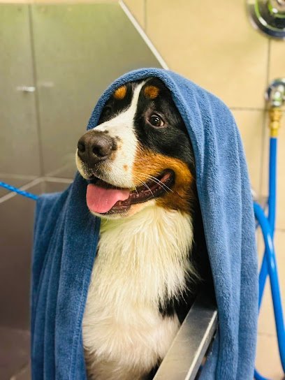 Dog day care in Zephyrhills Florida Hounds Town Zephyrhills 1