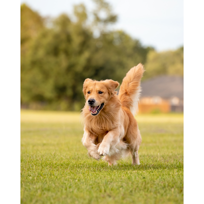 DogTag Dog Daycare and Boarding