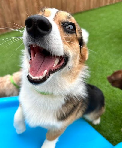 Hounds Lounge Pet Resort and Spa Bryant