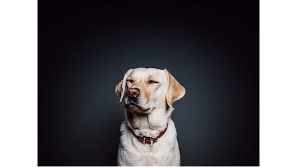 Hounds Lounge Pet Resort and Spa Riverdale