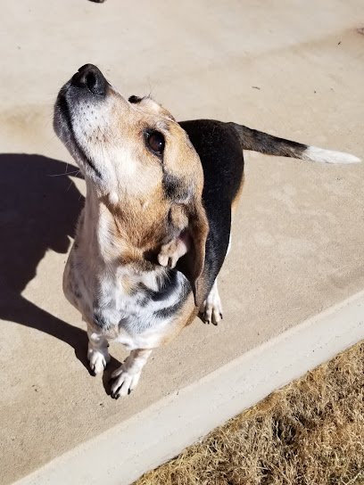 Marys Menagerie Doggy Day Care Pet Boarding