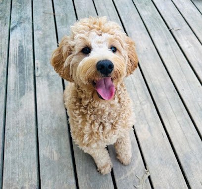 Paws Pups Pet Sitting