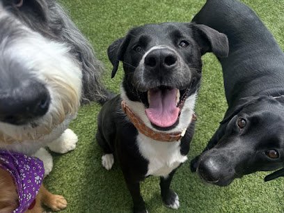 Paws n Rec at Rainbow Curve