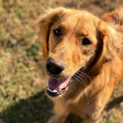 Stone Chapel Kennel Cattery