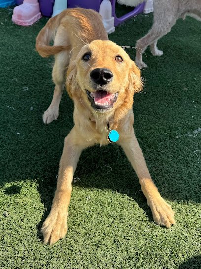 The Barking Lot Greenbrier