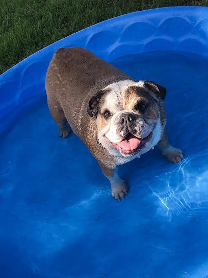 Dog day care in Abilene Texas Jolly Ranch pet resort 1