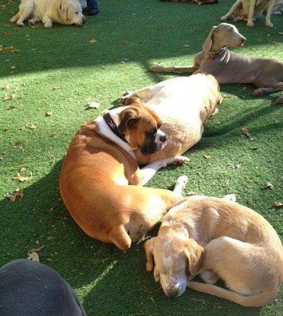 Dog day care in Abington Massachusetts Furry Tails Inc  1