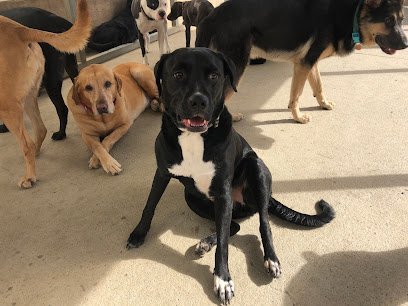 Dog day care in Acworth Georgia Happy Trails Pet Center