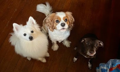 Dog day care in Ada Oklahoma Audrey s Mobile Pet Care Ada Area 1