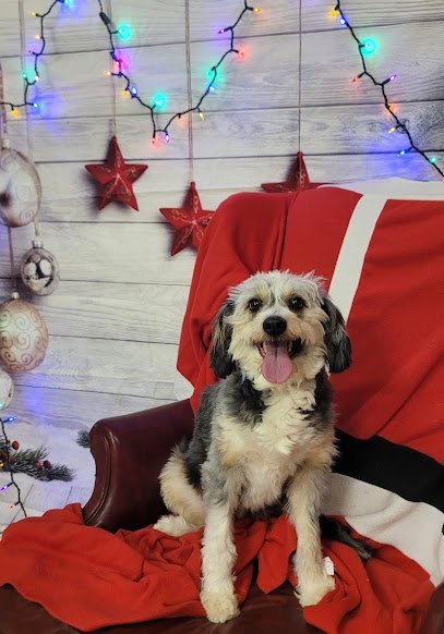 Dog day care in Ada Oklahoma Crazy Dog Lady 1