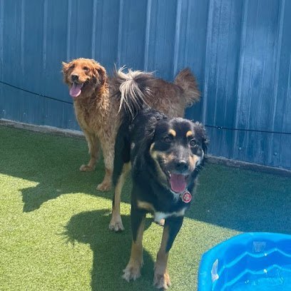 Dog day care in Ada Oklahoma The Pampered Paw Pet Resort Spa 1