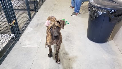 Dog day care in Adolphus Kentucky Snake Creek Kennels 1
