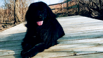 Dog day care in Akron New York Yogi s Pet Sitting 1