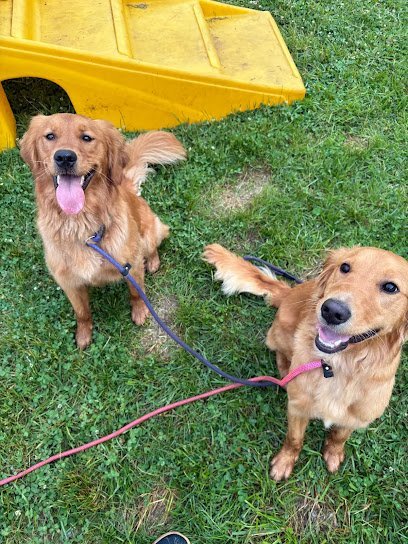 Dog day care in Akron Ohio On Cloud Canine LLC 1