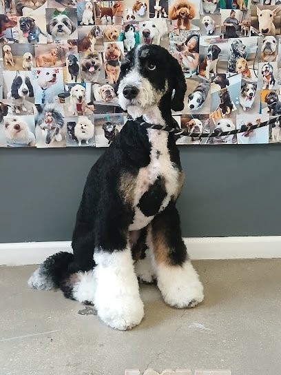 Dog day care in Alamo Heights Texas petbar San Antonio Alamo Heights 1