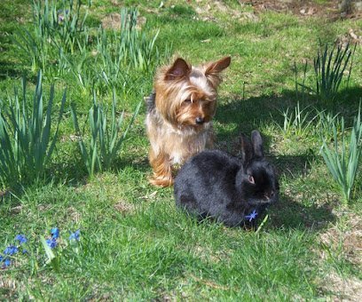 Dog day care in Albany Georgia Spanky s Doggy Daycare Boarding