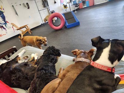 Dog day care in Albany New York Muttz Dog Lounge 1