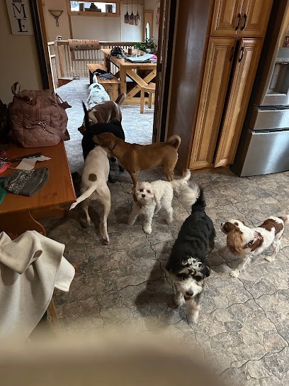 Dog day care in Albany New York Pets At Ease Pet Sitting Boarding 1