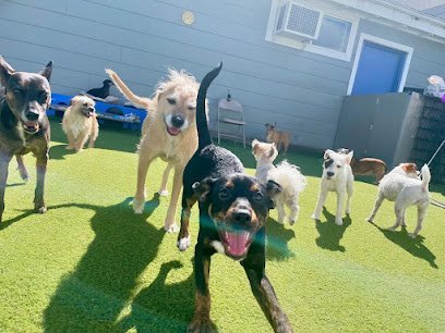Dog day care in Albany Oregon Albany Pet Hotel 1