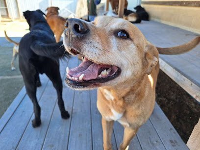 Dog day care in Albuquerque New Mexico Beck  n Call Pet Services Inc  1