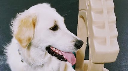 Dog day care in Albuquerque New Mexico Dogland 1