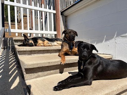 Dog day care in Algonquin Illinois The Dog Place 1