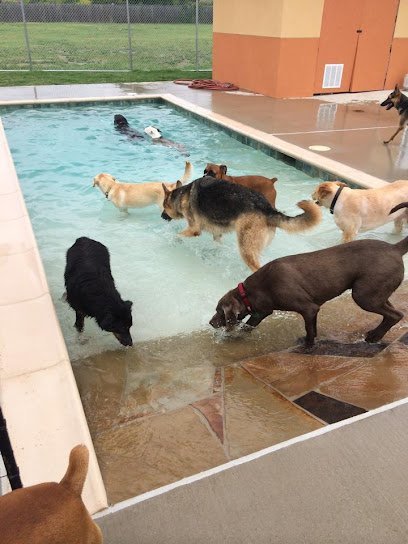 Dog day care in Allen Texas Ace Pet Resort 1