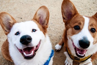 Dog day care in Allen Texas Lucky Paws Pet Lodge 1