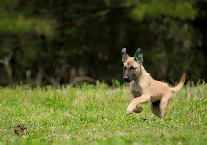 Dog day care in Alpharetta Georgia Hidden Acres Farm LLC