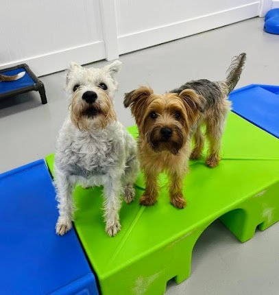 Dog day care in Alpharetta Georgia Hounds Town Roswell