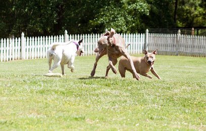 Dog day care in Alpharetta Georgia Pampered Pet Care of Atlanta