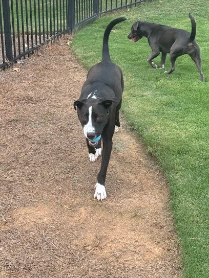 Dog day care in Alpharetta Georgia Solid K9 Solutions