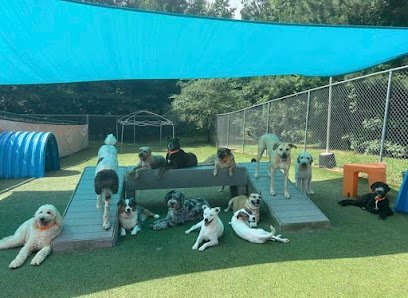 Dog day care in Alpharetta Georgia The Barker Lounge