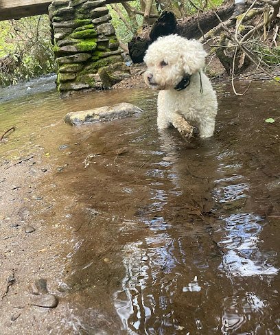 Dog day care in Alto Georgia Pet Pleasers Care